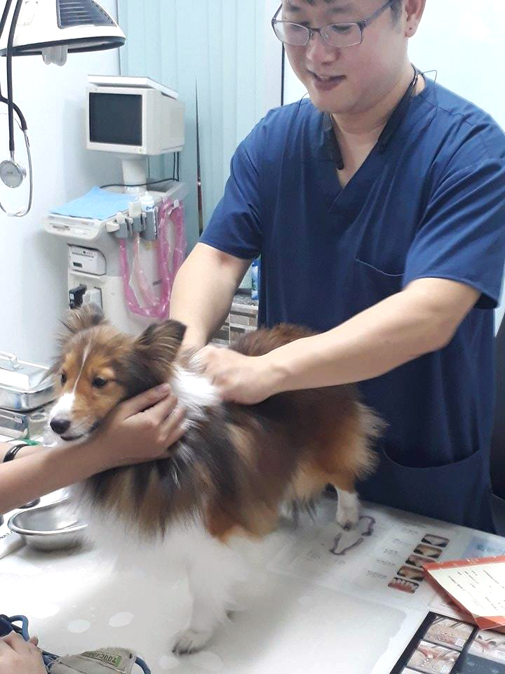 Loài mèo cần được chăm sóc kỹ lưỡng thì mới có thể phát triển bình thường