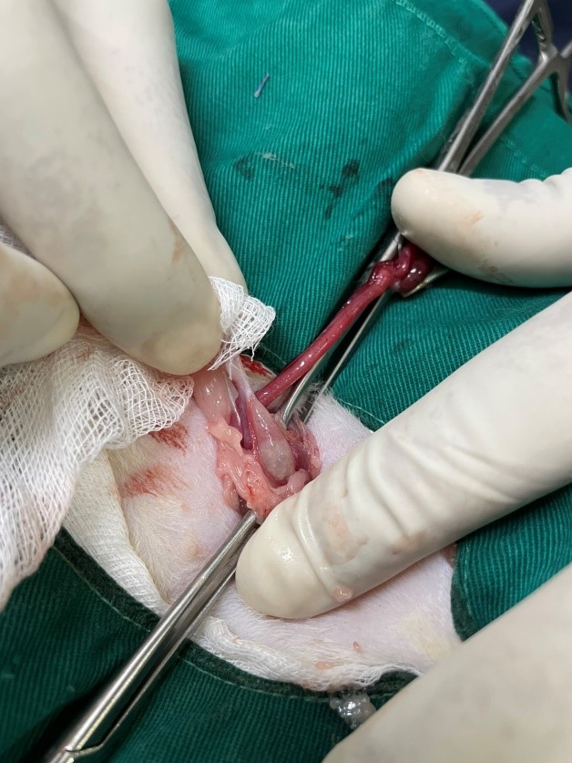 Bệnh viện thú y Samyang phẫu thuật triệt sản cái