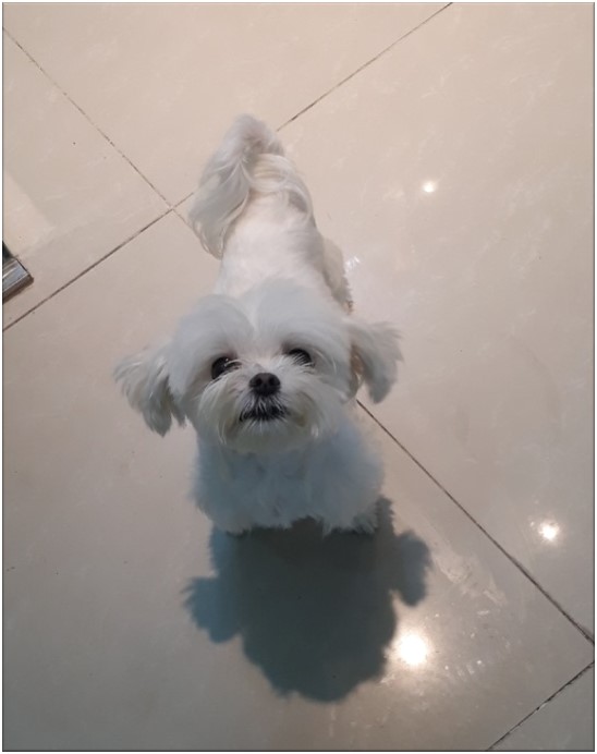 Cún Sunny đi lại bình thường và về nhà sau 2 tuần điều trị