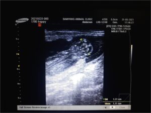 Dr. Hu siêu âm thấy thai chết lưu trong tử cung của cún Happy