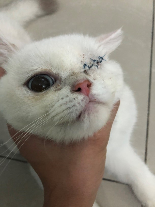 Phẫu thuật mắt bệnh viện thú cưng Samyang