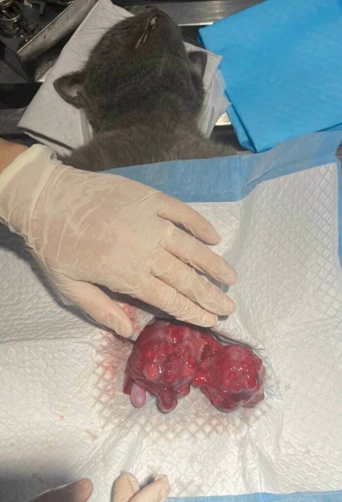 Samyang Animal Clinic phẫu thuật loại khối u 