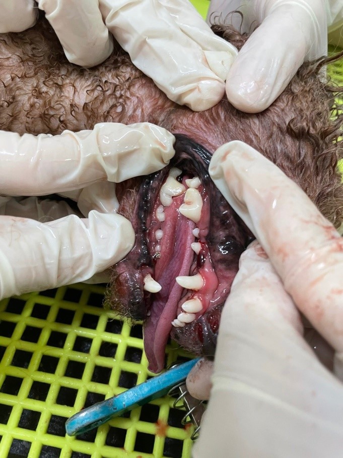 Sau khi lấy cao răng