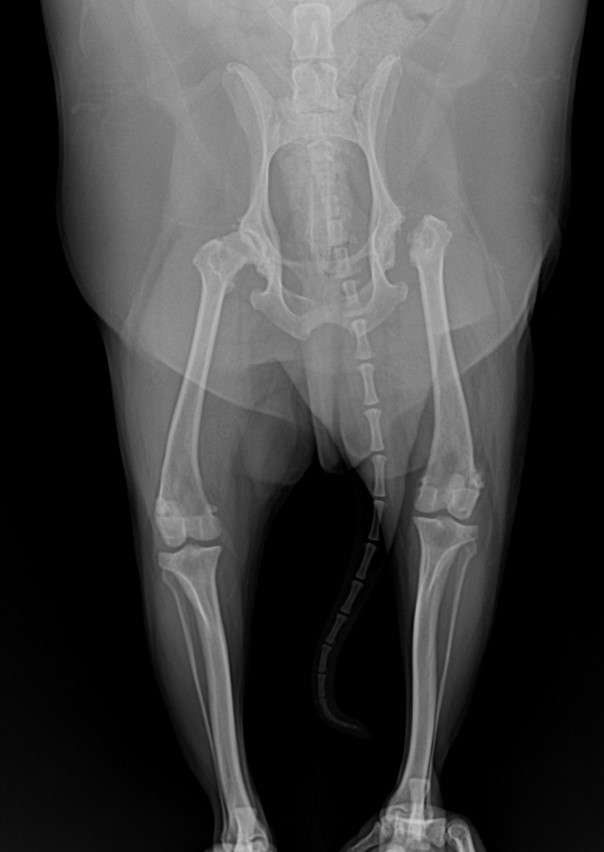 X ray sau khi phẫu thuật loại bỏ lồi cầu tại bệnh viện thú cưng Samyang