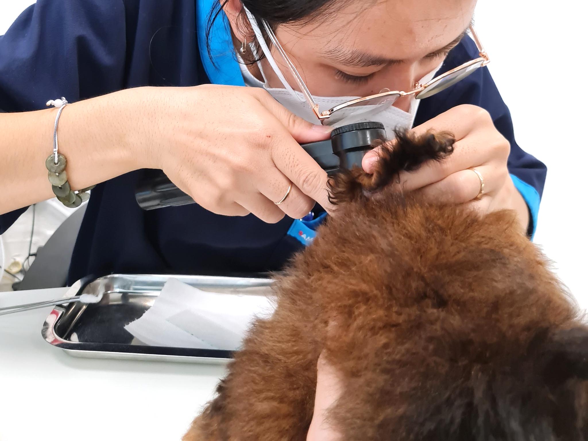 Các hoạt động thăm khám, chữa trị tại Samyang