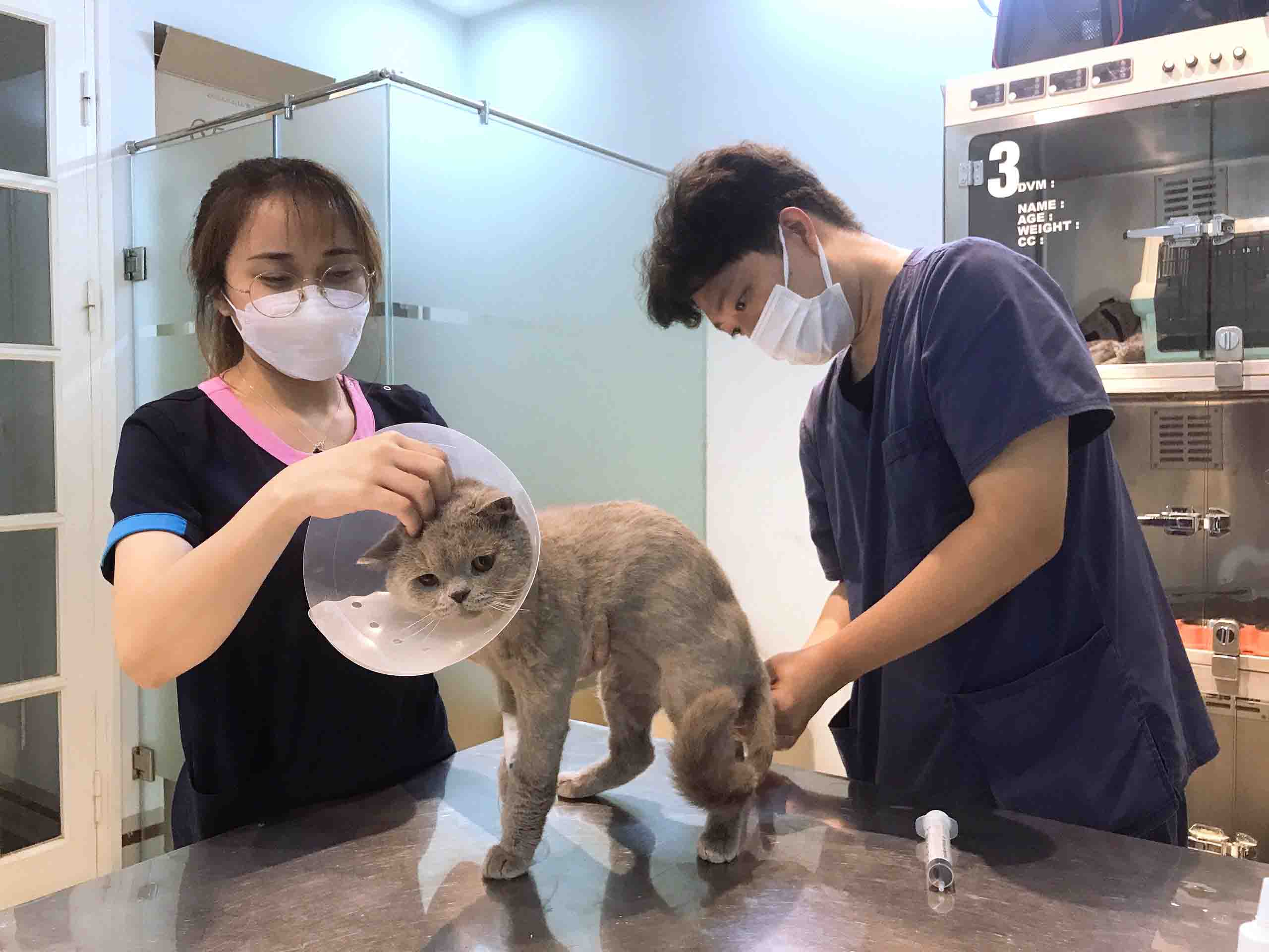 Các hoạt động thăm khám, chữa trị tại Samyang