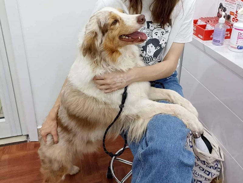Hãy chuẩn bị một số câu hỏi để nhận được tư vấn từ bác sĩ thú y