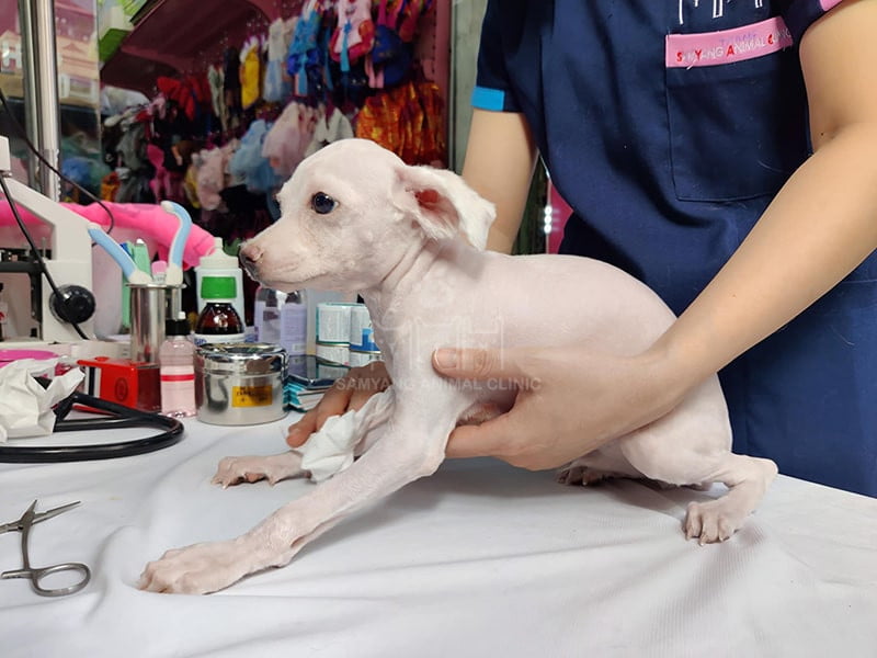 Tiêm phòng chó mèo cần được thực hiện các mũi tiêm quan trọng trong năm đầu tiên