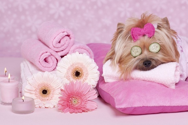 Vệ sinh toàn diện cho thú cưng