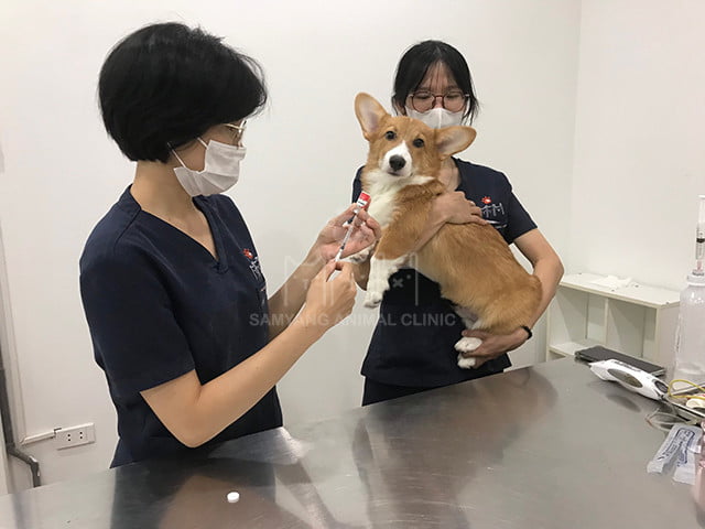 bỏ qua việc tiêm phòng vắc xin định kỳ