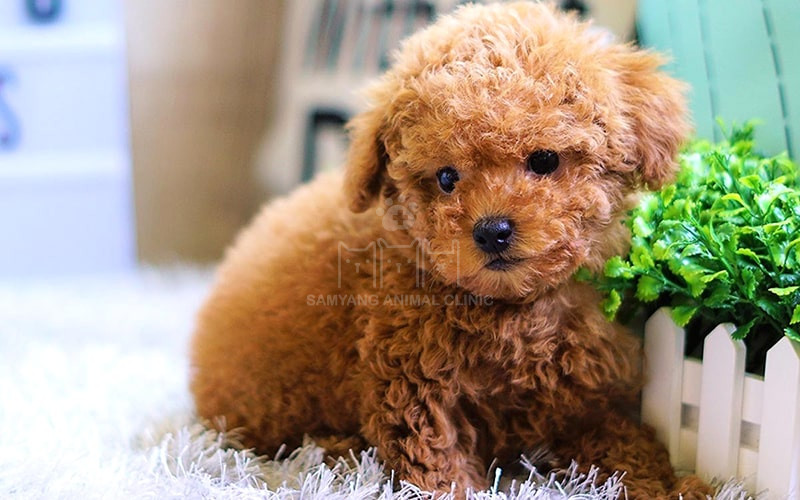 Bạn có thể bắt đầu chó con nghe theo hiệu lệnh và các huấn luyện cơ bản