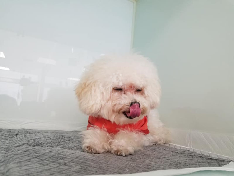 Chó con cần được nghỉ trưa và ăn nhiều thức ăn dinh dưỡng