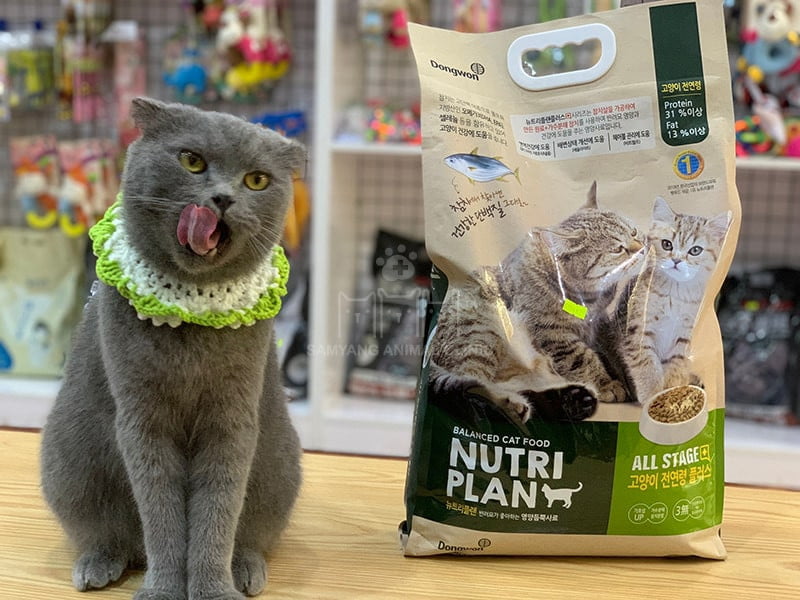 Mèo thừa cân nên được cho ăn thức ăn chất lượng cao, không chứa tạp chất