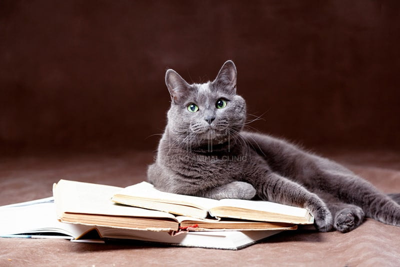 Lập kế hoạch đề phòng nếu chẳng may thú cưng bị ốm để sẵn sàng chăm sóc tốt nhất