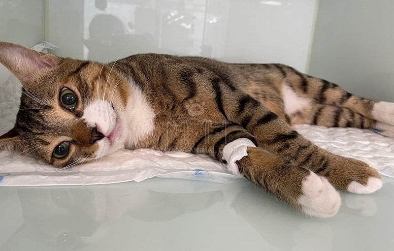 Cho mèo nằm trên giường hoặc lót chăn mềm 