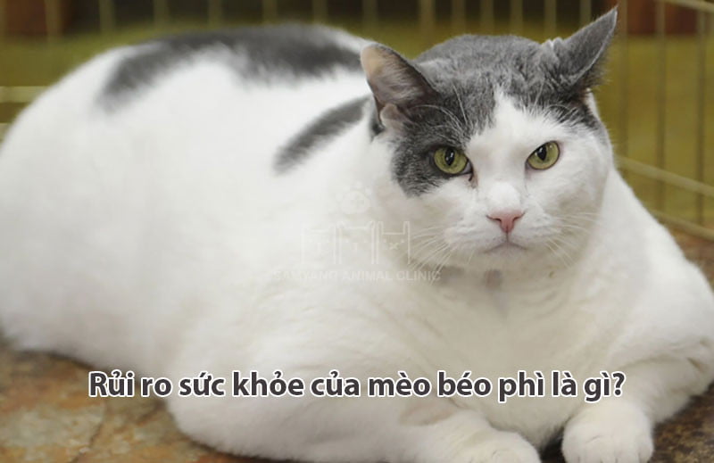 Mèo bị béo phì có rất nhiều tiềm ẩn không tốt về sức khỏe