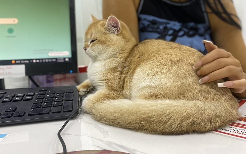 Hãy yêu thương và dành thật nhiều thời gian cho người bạn trung thành của mình