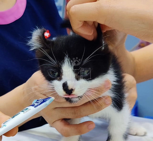 nhờ bạn bè chăm sóc thú cưng khi bạn vắng nhà