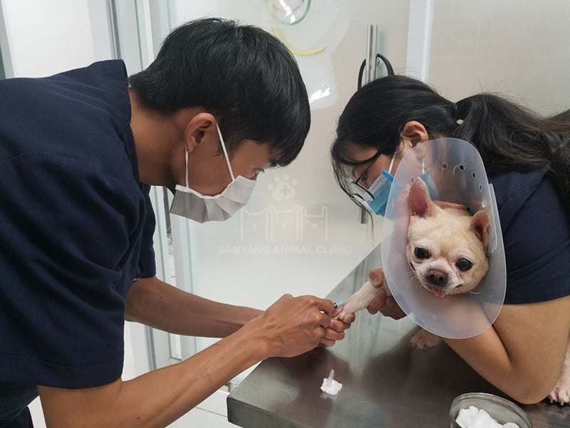 Sử dụng loa chống liếm để thú cưng không thể liếm, cào vết thương