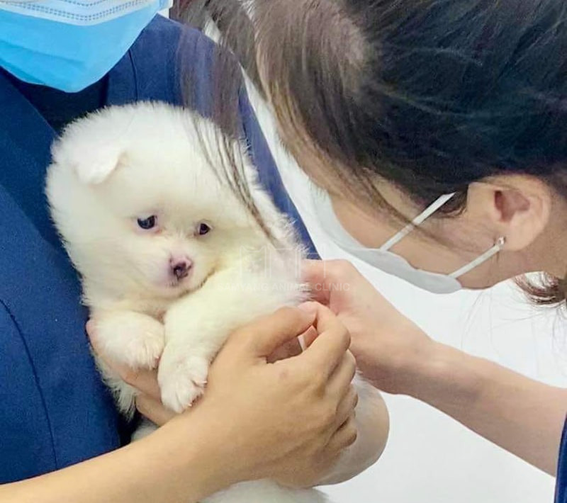 Thăm khám bác sĩ thú y và tiêm chủng đầy đủ là cách chăm sóc thú cưng tốt nhất