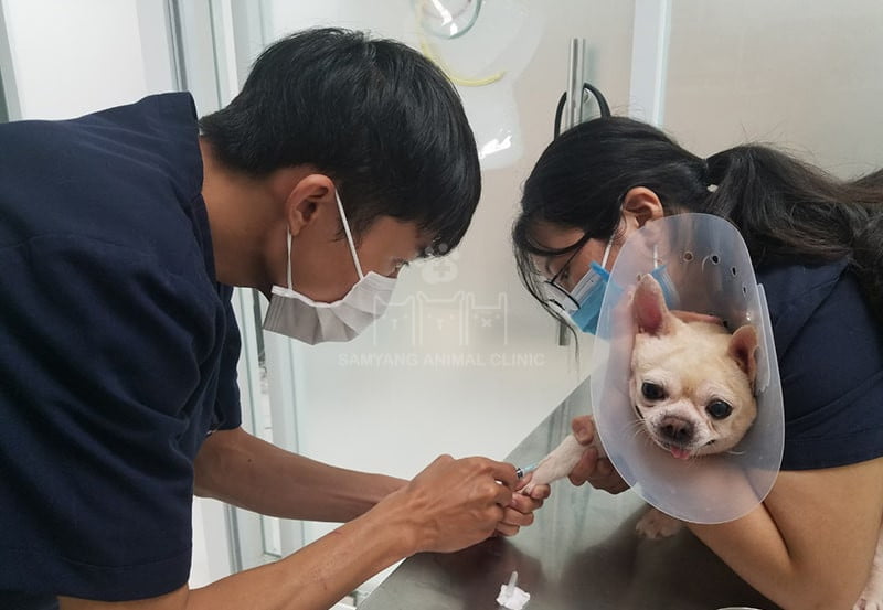 Tiêm phòng định kỳ giúp chó và mèo tránh được nhiều bệnh khó chữa