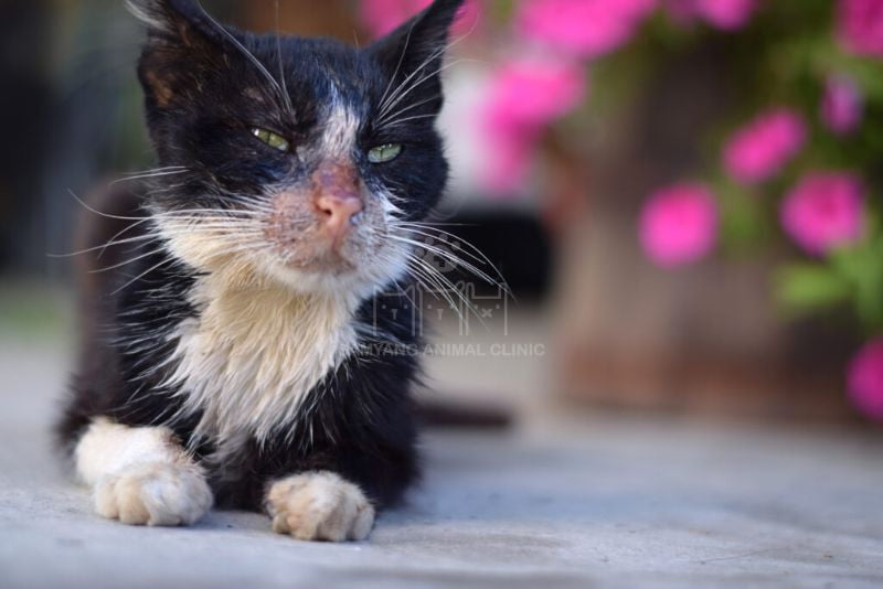 Mèo bị nhiễm bạch cầu có thể phá hủy hệ thống miễn dịch
