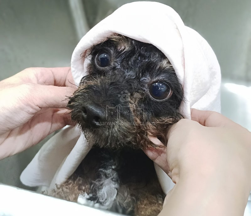 Chú chó được tắm sạch sẽ tại Samyang Animal Clinic