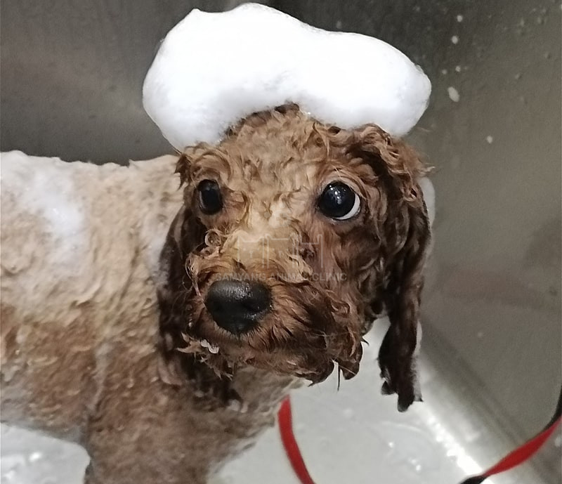 Độ tuổi tắm chó mèo nên bắt đầu từ 3 tháng tuổi