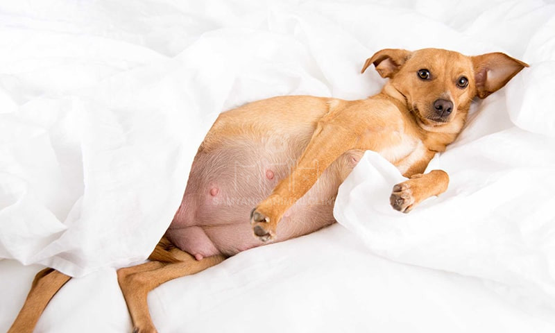 Chó mang thai cáu kỉnh hơn và thích được yên tĩnh