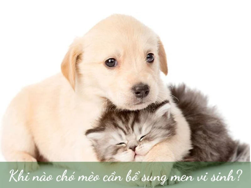 Bổ sung men vi sinh khi chó mèo có dấu hiệu tiêu hóa kém