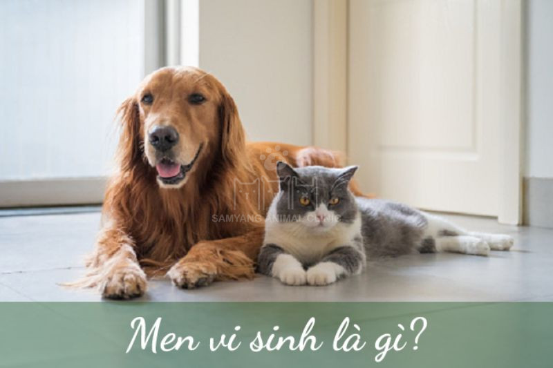 Men vi sinh là chế phẩm chứa lợi khuẩn tốt cho đường ruột chó mèo