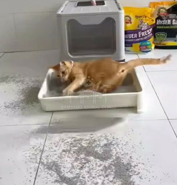 Chị Diệu không thể đào cát bay nhà nhưng văng tung tóe hết ra sàn