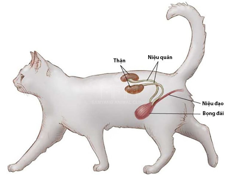 Có rất nhiều nguyên nhân khiến mèo mắc viêm cầu thận