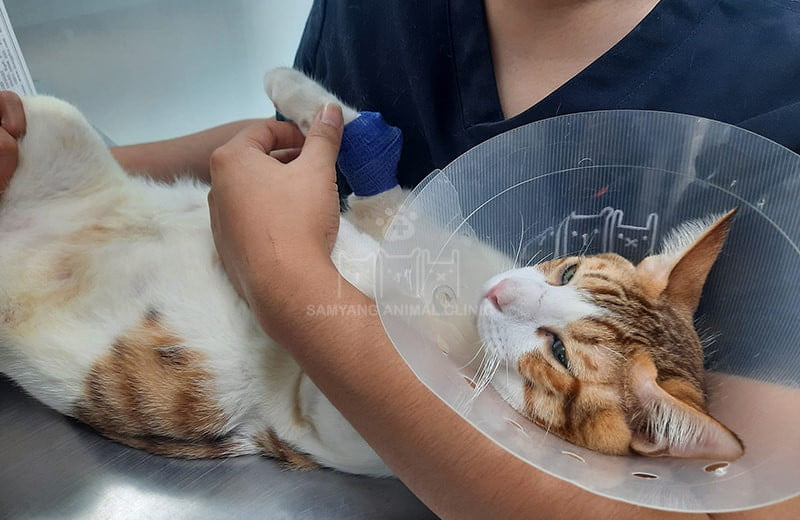 Mèo được tiến hành gây mê phẫu thuật để loại bỏ khối u