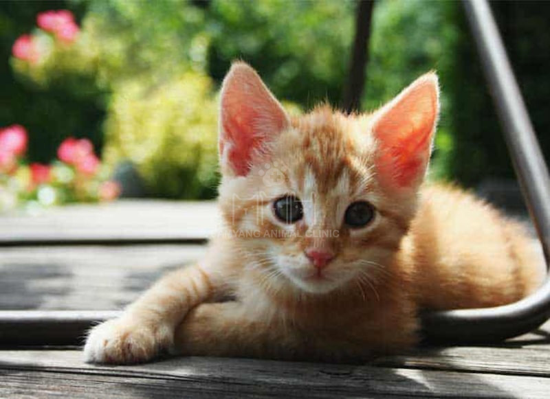 Mèo 3 tháng tuổi đã hoàn thiện các kỹ năng và linh hoạt hơn