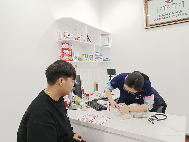 Bạn cần tiêm phòng đầy đủ cho mèo để bảo vệ chúng chống lại các vi rút lây bệnh