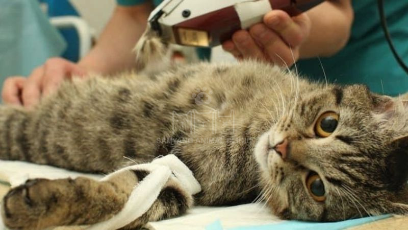 Triệt sản là loại bỏ buồng trứng và tử cung ở giống cái, loại bỏ tinh hoàn ở giống đực