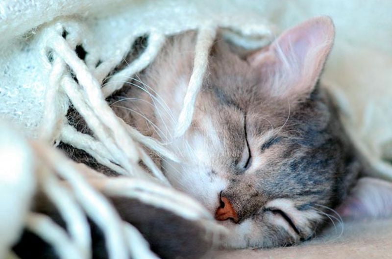 Một số dấu hiệu thường thấy là mèo sốt cao, ớn lạnh, bỏ ăn, tim đập nhanh hơn bình thường,...