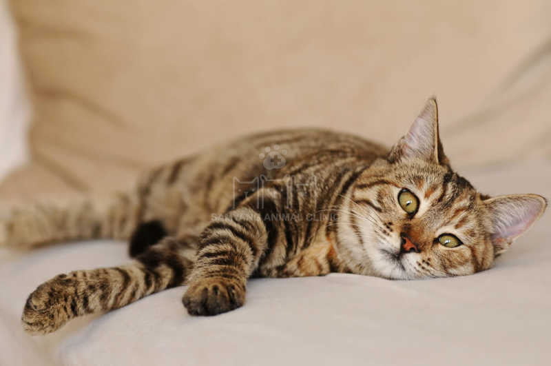 Giai đoạn cuối của bệnh, mèo gần như tê liệt và thở yếu dần rồi tử vong