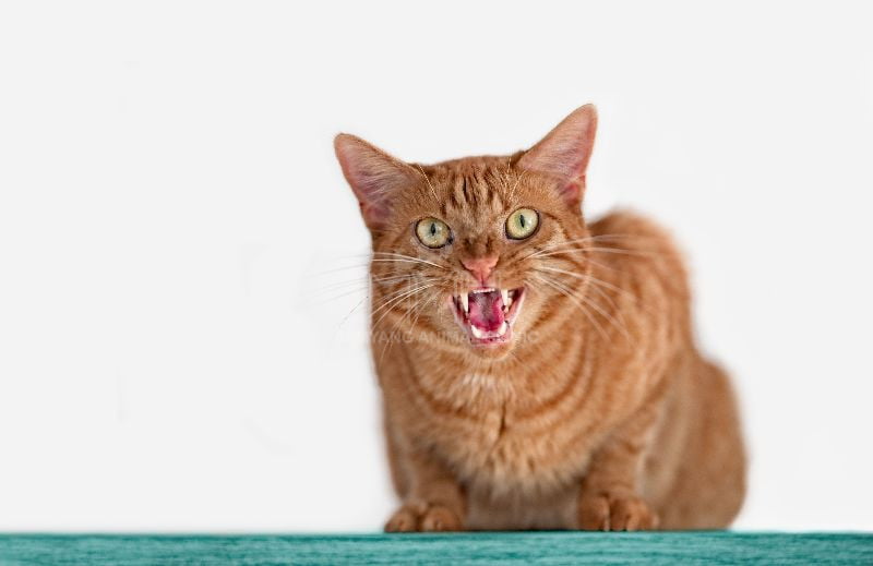 Ở giai đoạn kích động, mèo trở nên hung dữ và nhạy cảm với người và động vật khác