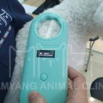 Gắn microchip cho bé cún tại Samyang trước khi xuất cảnh đi nước ngoài