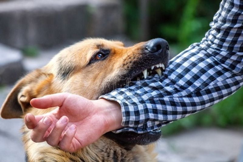Để đảm bảo an toàn trước khi nhập cảnh, chó mèo buộc phải làm sinh thiết xét nghiệm bệnh dại