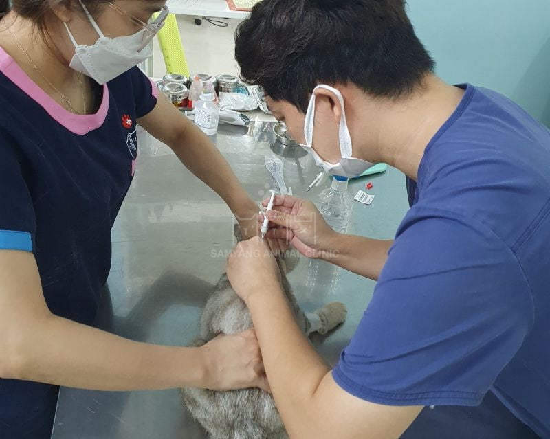 Xét nghiệm huyết thanh kháng thể dại cho bé mèo tại Samyang