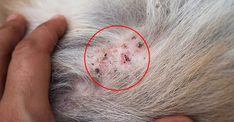 Bệnh ở mèo có thể lây sang chó là bọ chét và ngược lại