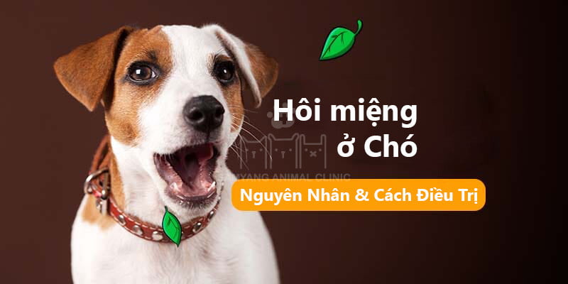 Hôi miệng ở chó: Nguyên nhân và cách điều trị