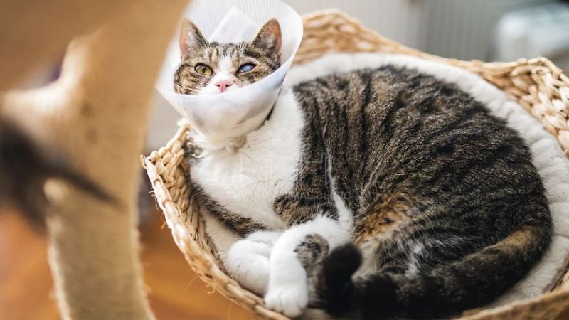 Có nhiều nguyên nhân khiến mắt bị đục thủy tinh thể