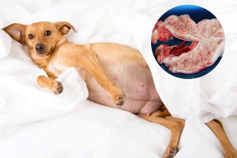 Nguyên nhân viêm tử cung ở chó