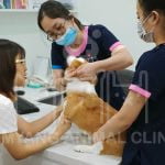 Tẩy giun cho chó bằng đường uống hoặc thuốc xịt trên da