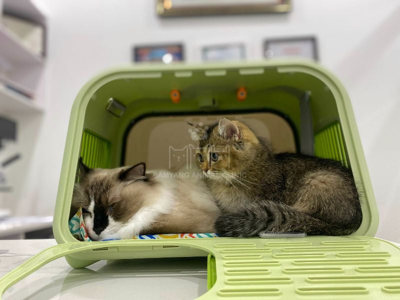 Xét nghiệm kháng thể dại là một trong các thủ tục bắt buộc ở một số quốc gia trước khi xuất cảnh cho chó mèo