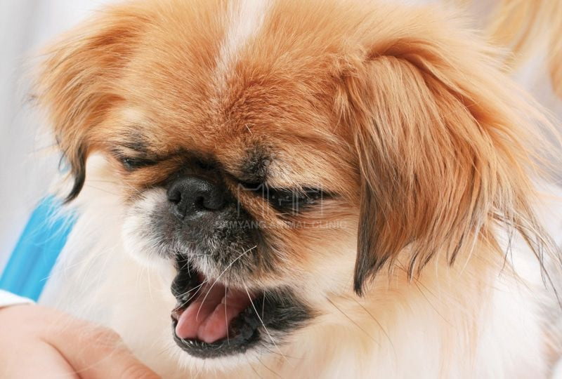 Bệnh viêm phế quản ở chó khó phân biệt khi bệnh phát triển thành viêm phổi